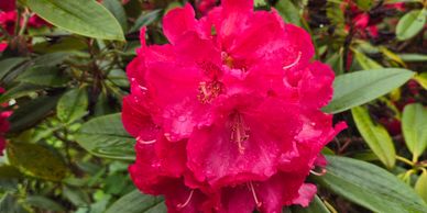 Bright pink rhododendron flower with green leaves.