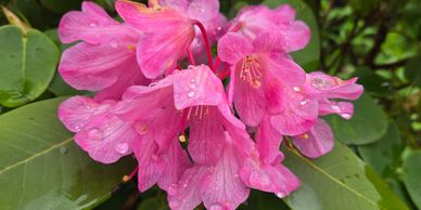 Close-up of pink rhododendron flowers with water droplets.