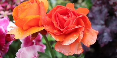 Close-up of orange roses with water droplets in a garden.