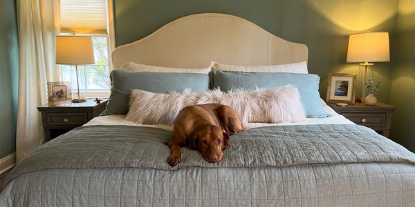 Dog lying on a neatly made bed in a cozy bedroom.
