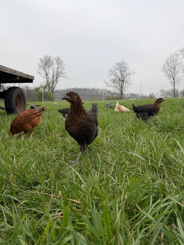 Chickens roaming freely on a grassy field under an overcast sky.