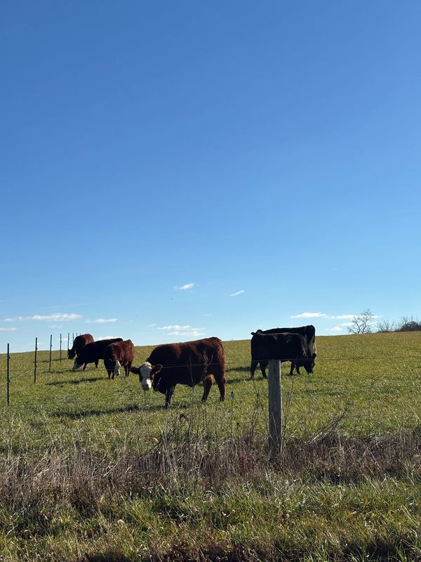 Cows grazing peacefully on a sunny grassy hill under a clear blue sky.