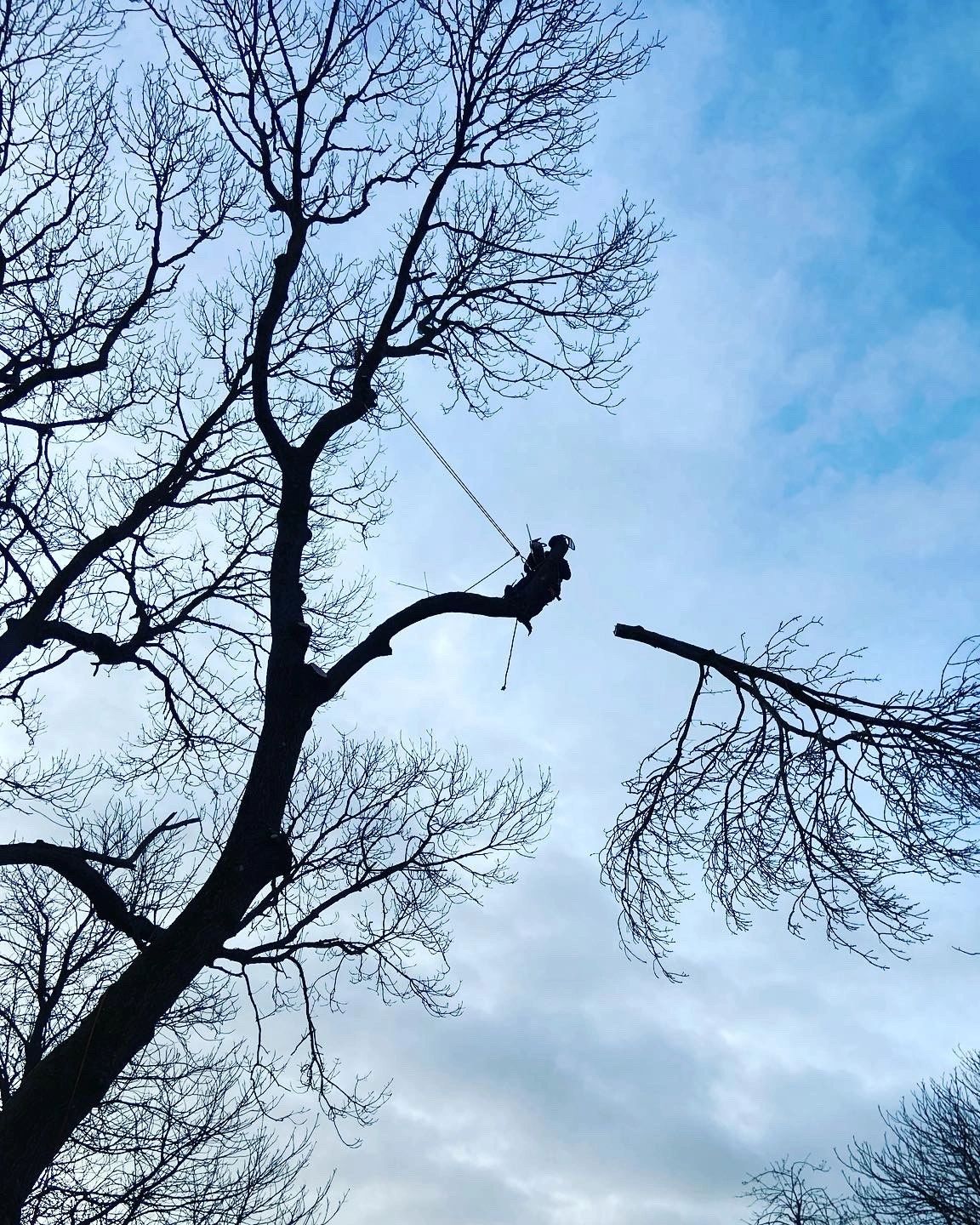 A tree climber removing a section from a mature Ash tree near Petersfield in Hampshire.
