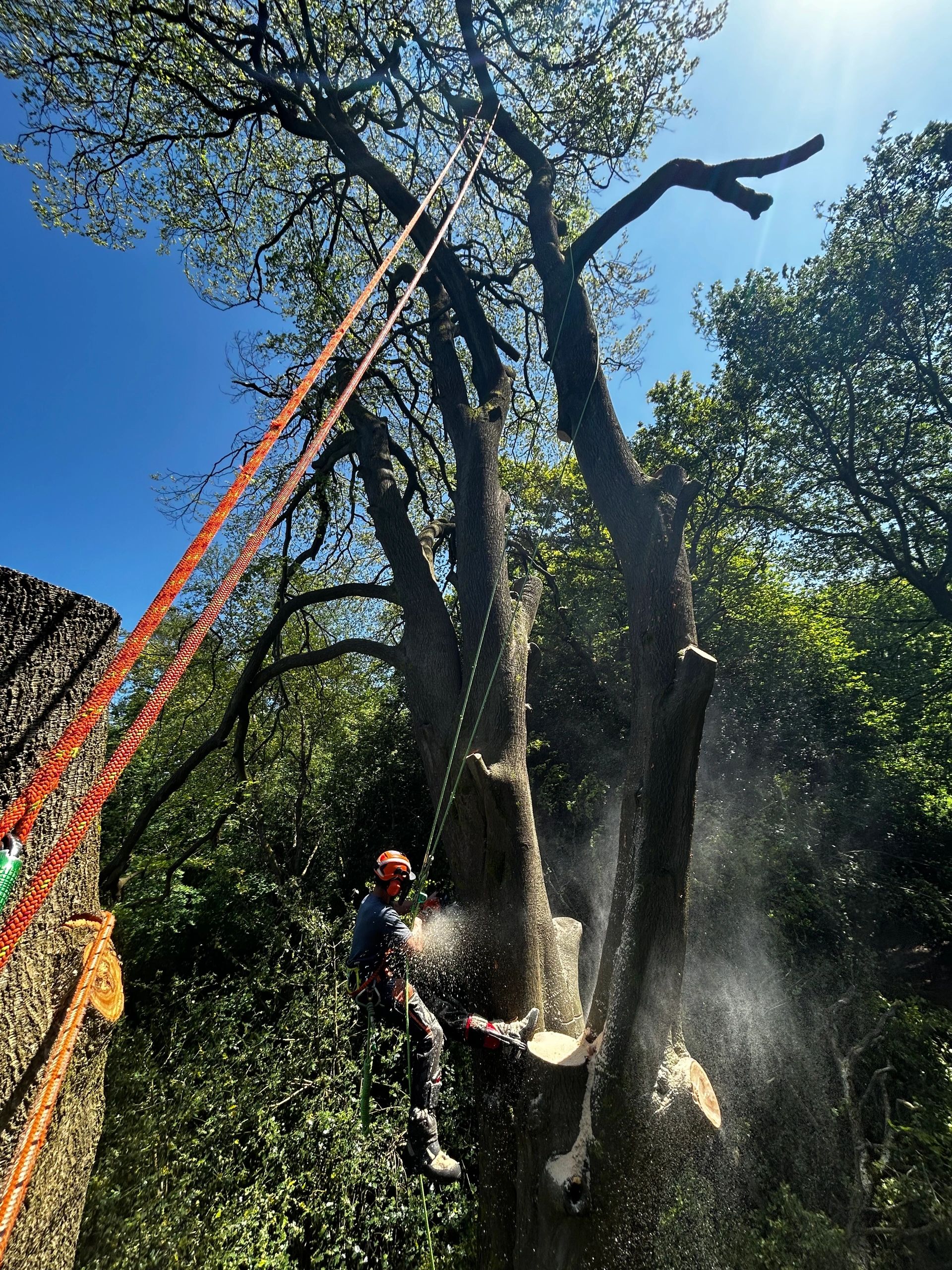 Tree Surgeon Southampton | Hedge Cutting | TreeWorX