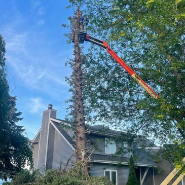 Man trimming tree using lift near a house.