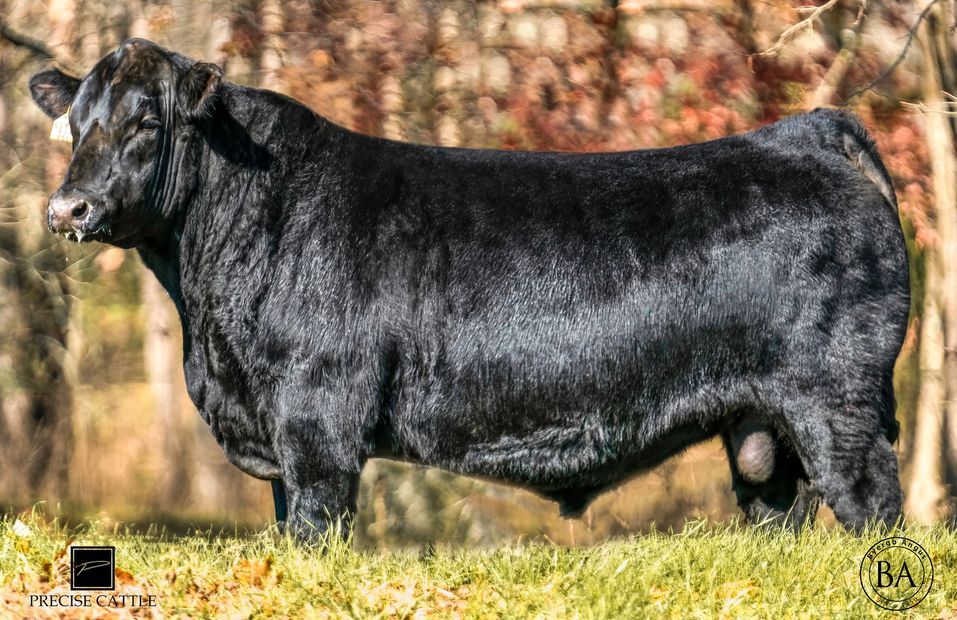 B-Precise bull.  Private treaty semen sales available.