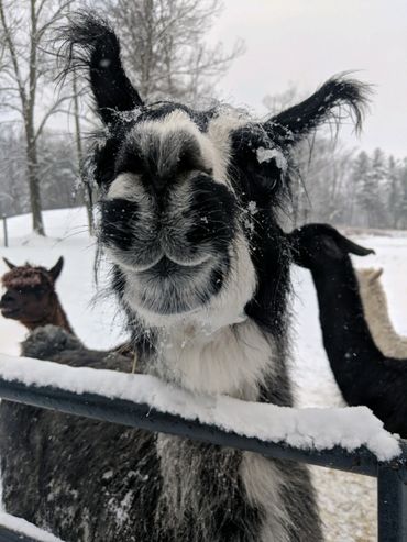 Farm Animals