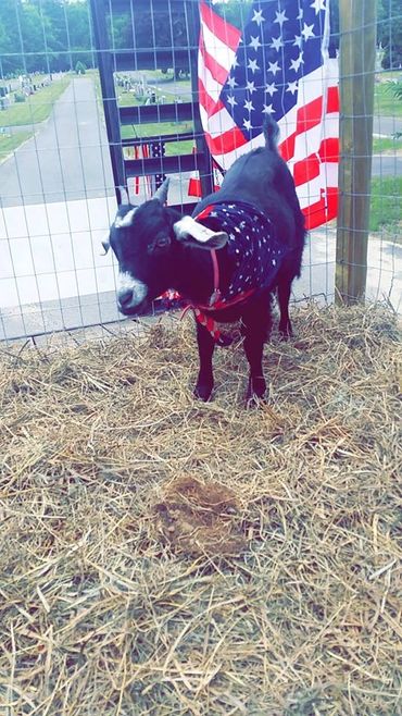 Farm Animals