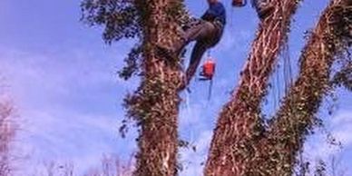 tied into tree trimming tree