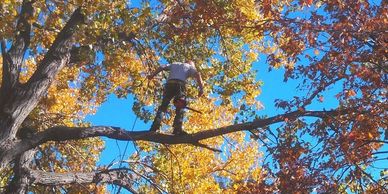 climber walking out on a limb