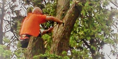 climber tied into to tree