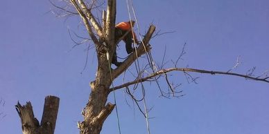 removing a tree