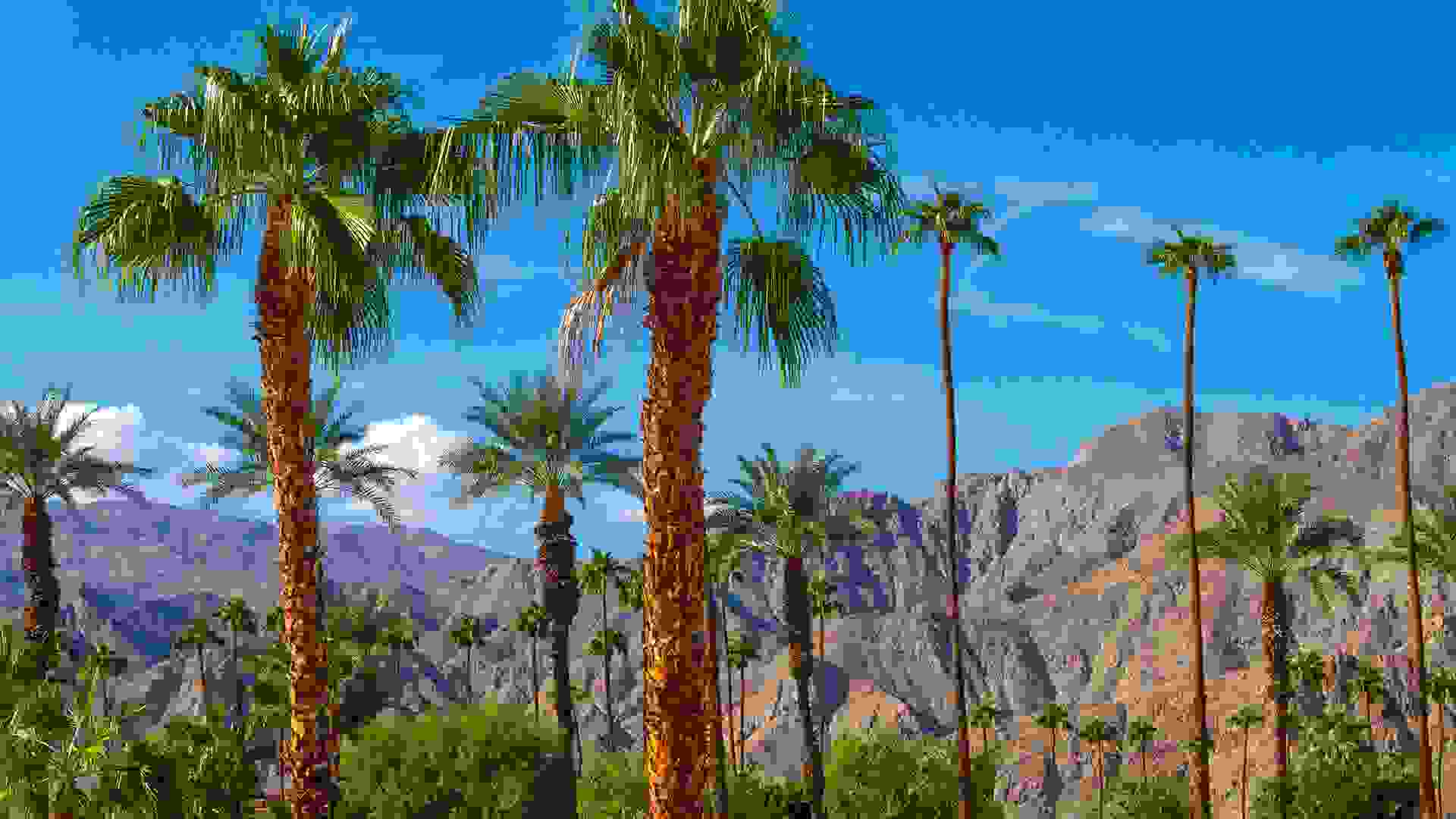 Palm Springs Wine Tasting