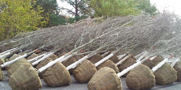 Red Maple B&B nursery trees
