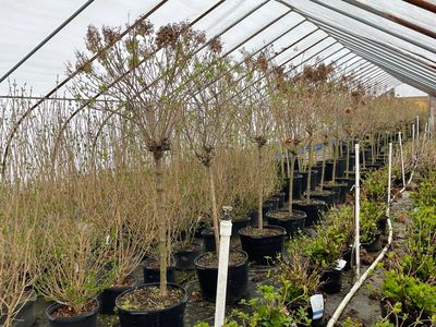 Hydrangea Limelight (tree form), Endless Summer Hydrangea, and Privet in our covered greenhouse.