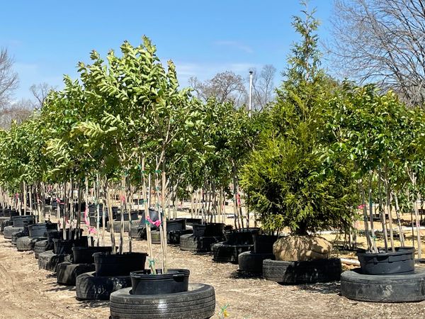 About JByrd Nurseries | South Jersey Wholesale Plant Nursery