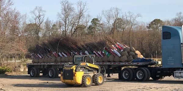 Receiving B&B nursery trees