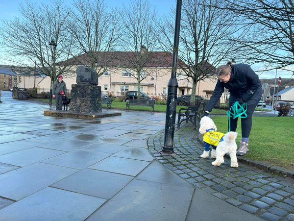 a cockerpoo pet trailing in Kilsyth to find a labrador who was "missing"
