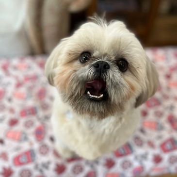 shih zhu dog on a blanket 