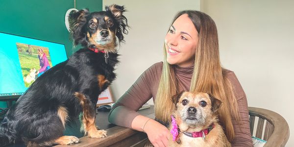 rachel owner of nose to trail sat at her desk with Rico her kokoni and Maisy a Jack Russell x pug