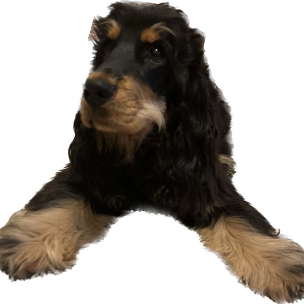 black and tan cocker spaniel puppy