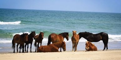 wild Spanish mustang horses on the beach in Corolla North Carolina 