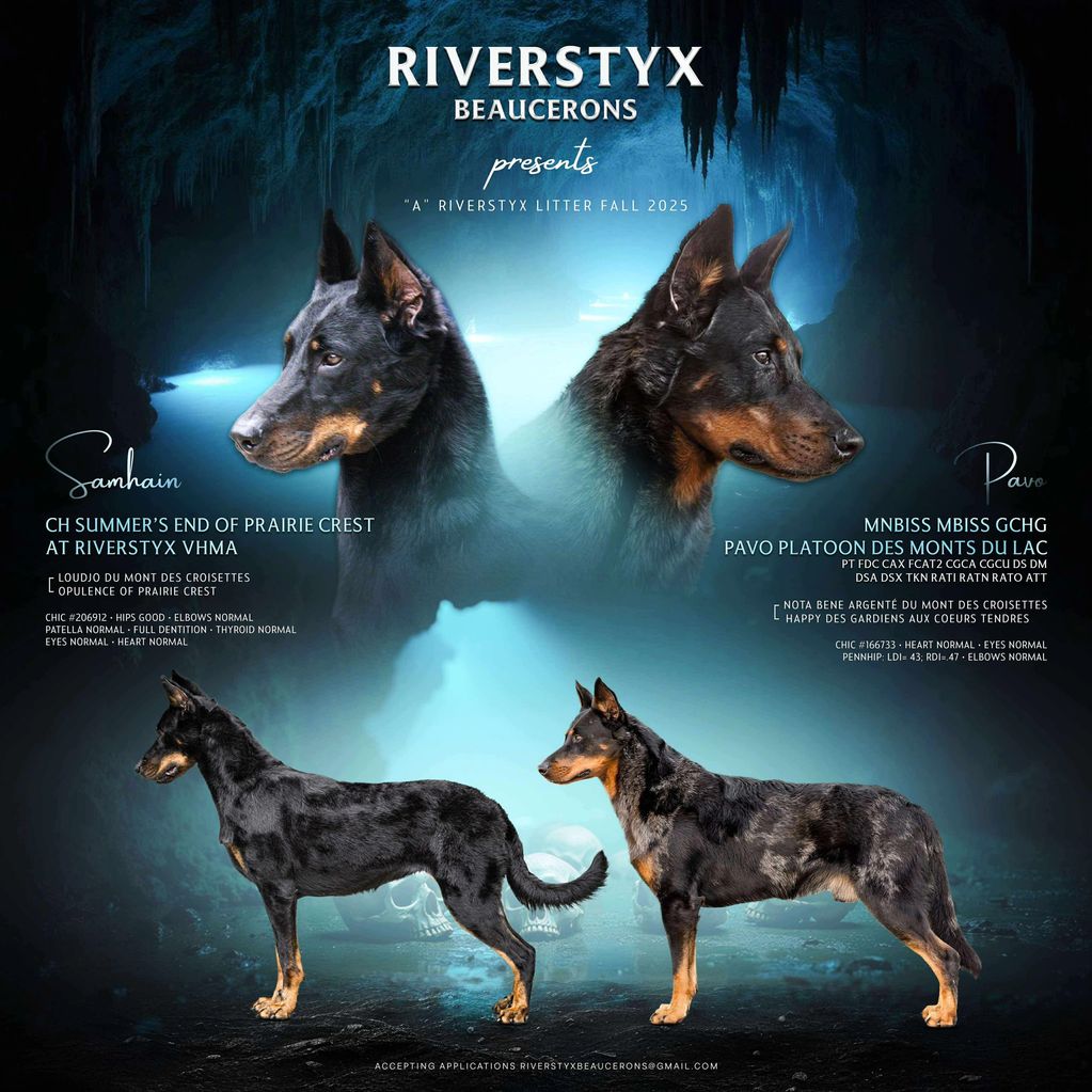 Introducing our “A” RiverStyx Litter — Fall 2025
Pavo x Samhain
Berger de Beauce Pedigree Database