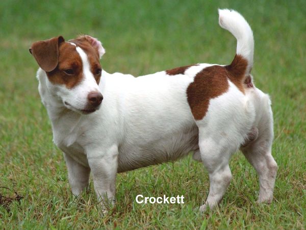 A small white and brown dog named Crockett standing on grass.