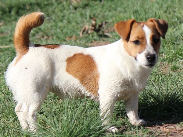A small white and brown dog standing on grass.