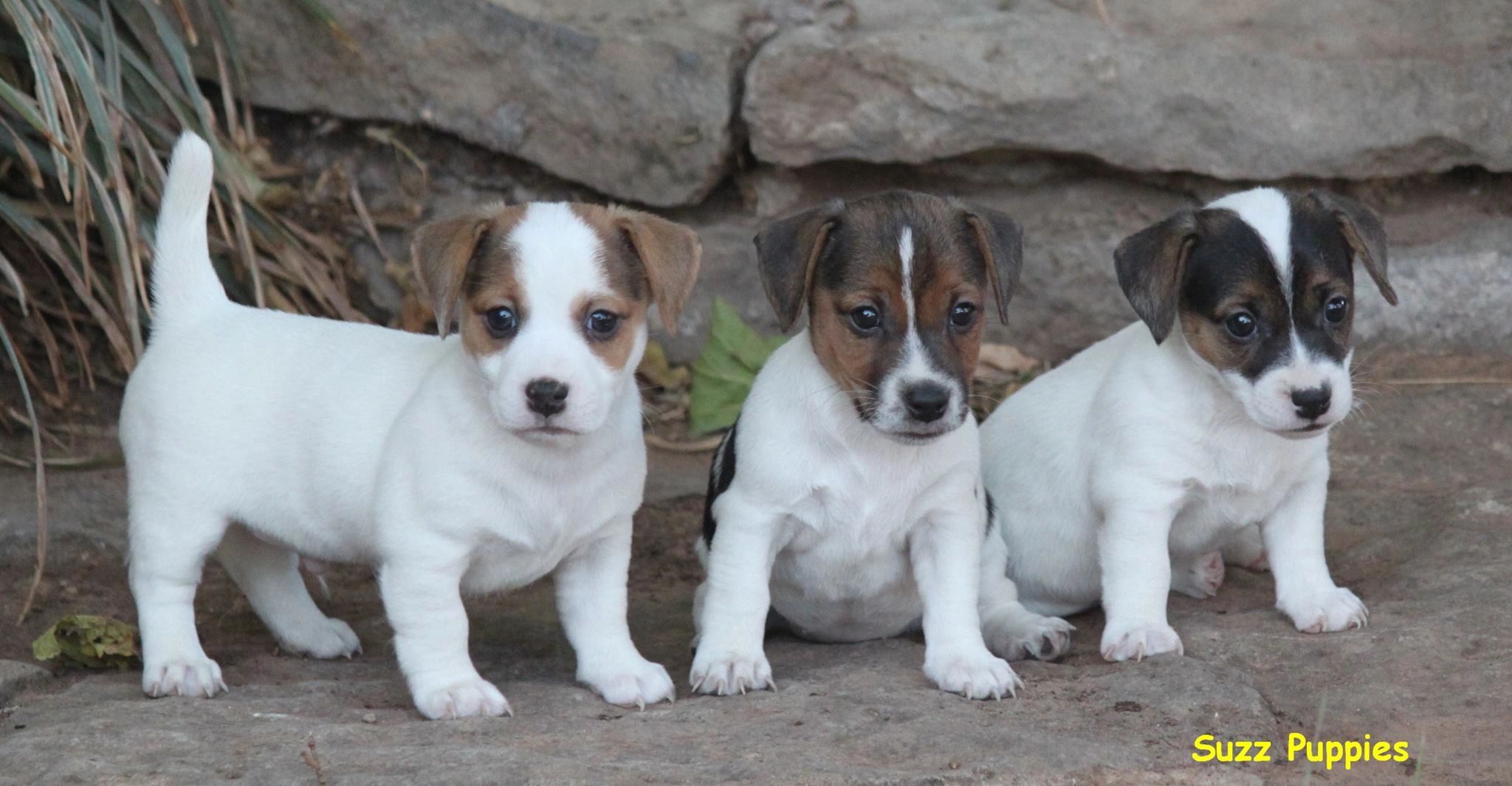 Jack Russell Terrier Puppies For Sale Cuttin Up Jack Russell