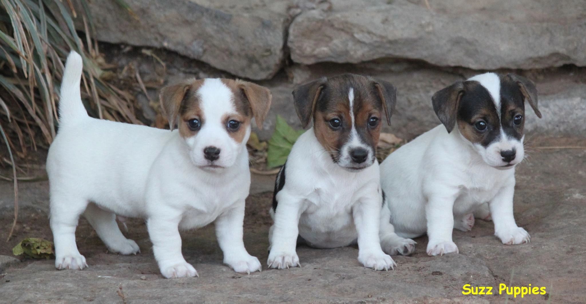 Dollzis: Jack Russell Puppy Near Me