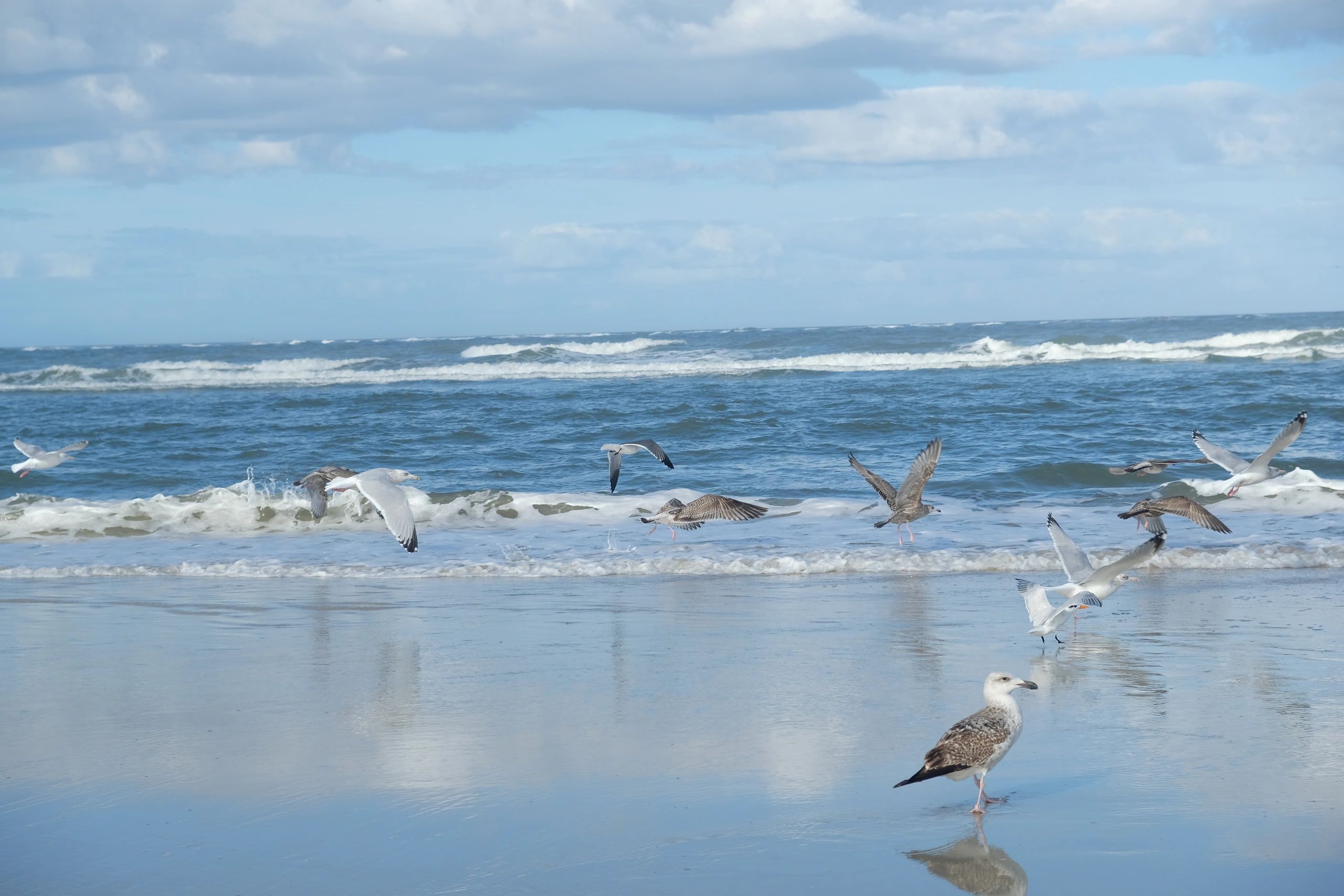 Seagulls flying along the shoreline of a beach