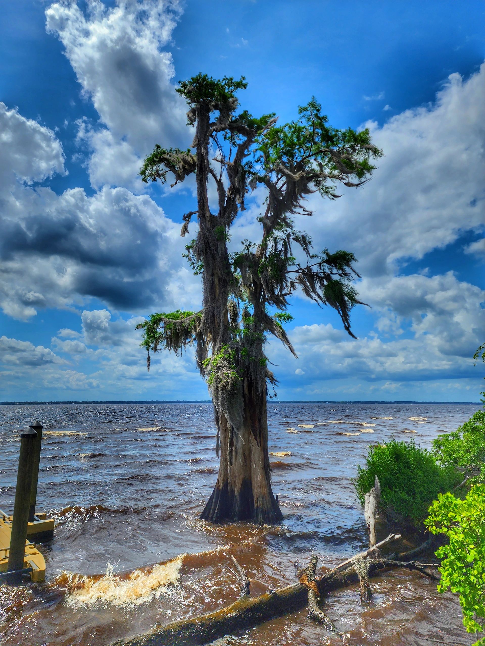lone cypress tree under a bright blue sky