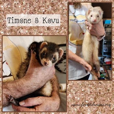 Timone and Kovu