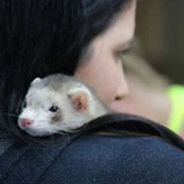 Ferret Dreams Rescue and Adoption