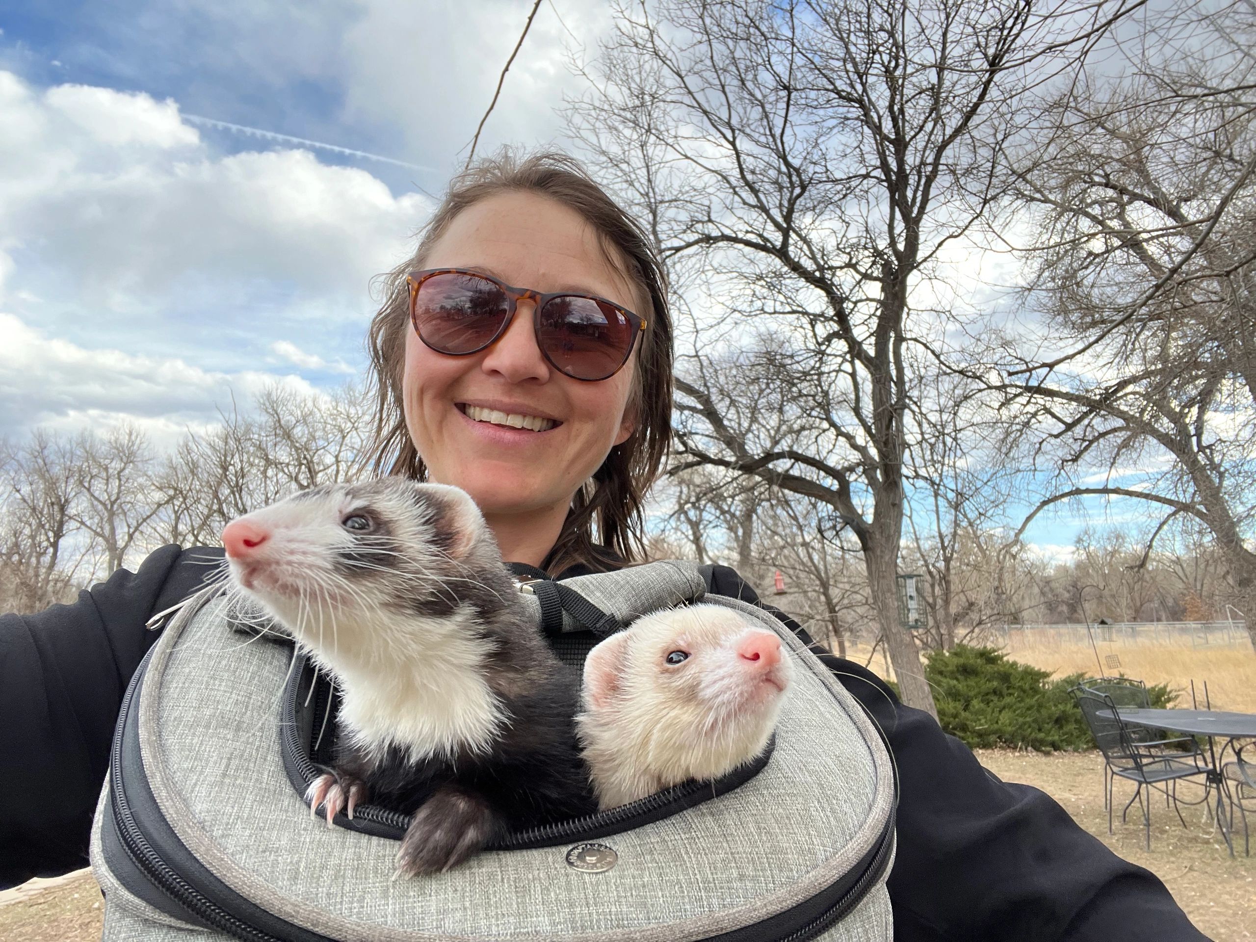 Ferret Dreams Rescue and Adoption