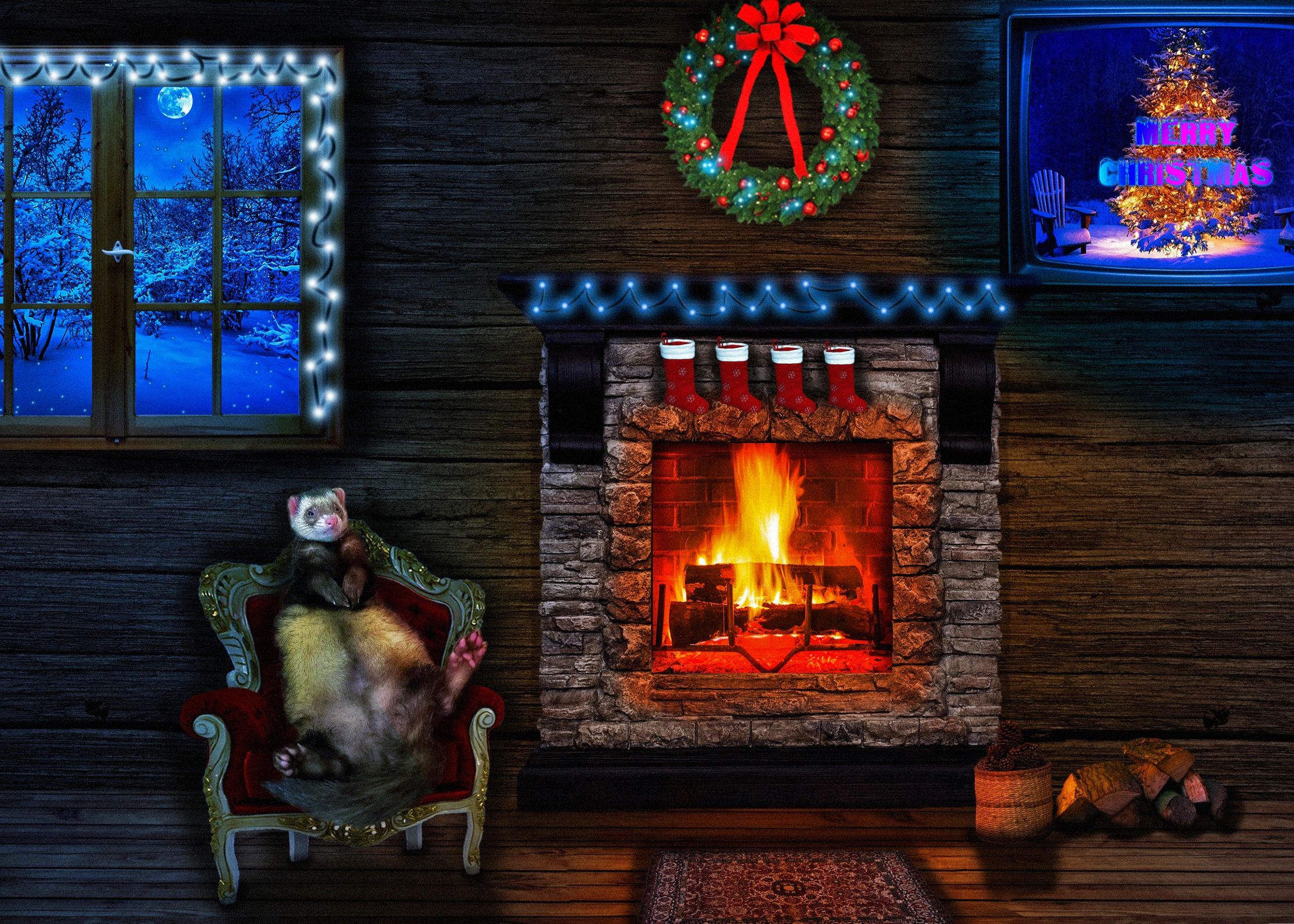 Ferret Dreams Rescue and Adoption