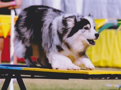 Australian Shepherd USDAA Cynosport
