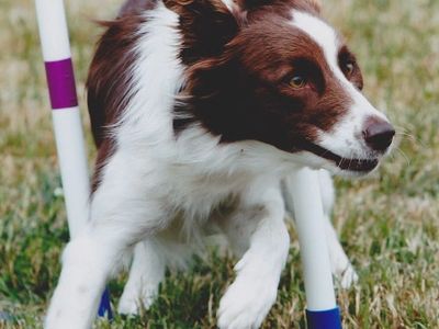 Brown and white dog weaving through agility poles on grass.