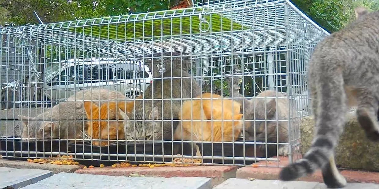 Several cats eating inside a metal cage.