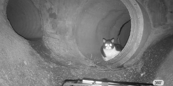 Cat sitting inside a concrete pipe at night.