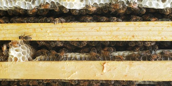 Frames of Honey and honeybees