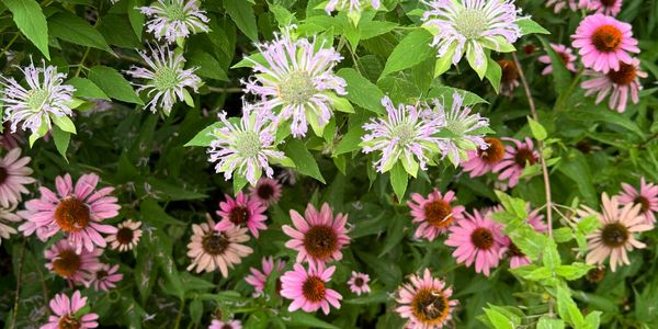 Monarda fistulosa (Wild bergamot) and Echinacea purpurea (Purple coneflower)