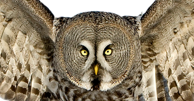 image of an owl with its wings outstretched