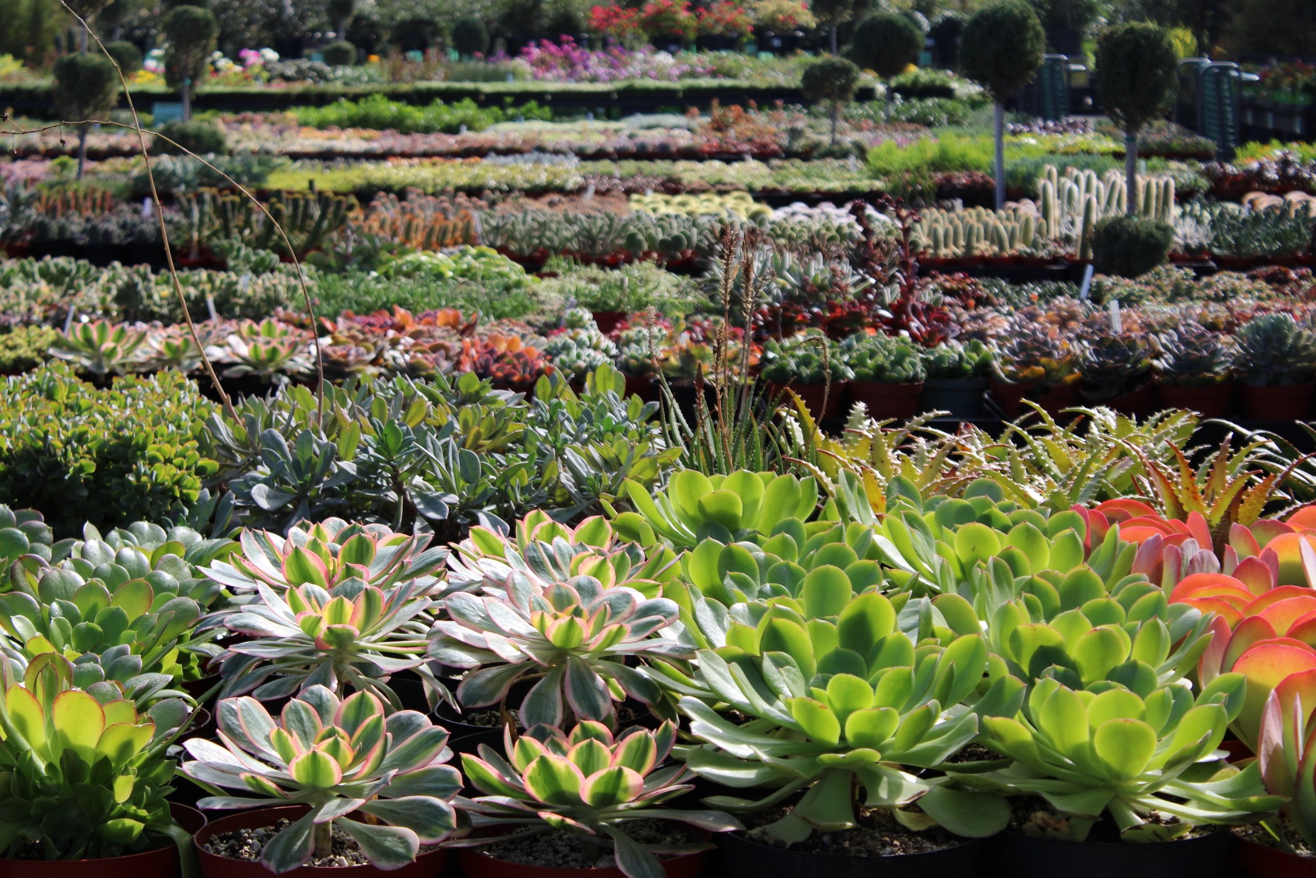aloe succulent plants Aloe Vera (Succulent) – Plants-Zen main image 0