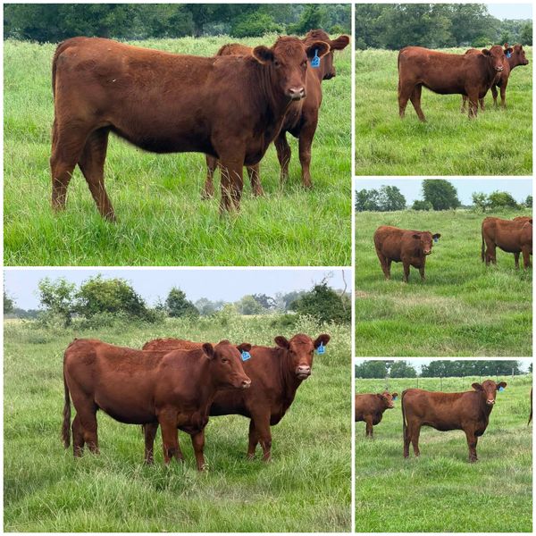 🔥 50 Red Angus Heifers – Wharton, Texas 🔥