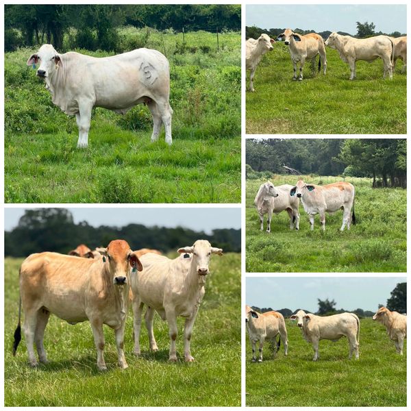 🔥 10 Heavy Bred Brahman Heifers – September Calvers 🔥
