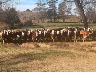 A herd of cows standing together in a field.