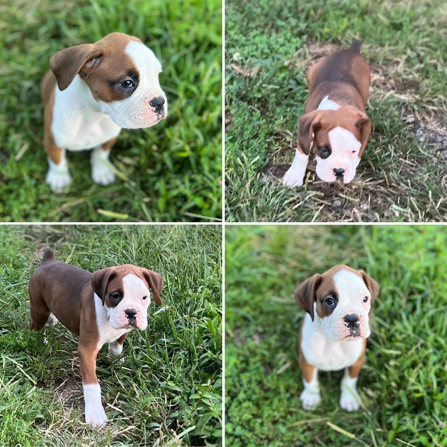 What Is Aca Registered Puppies