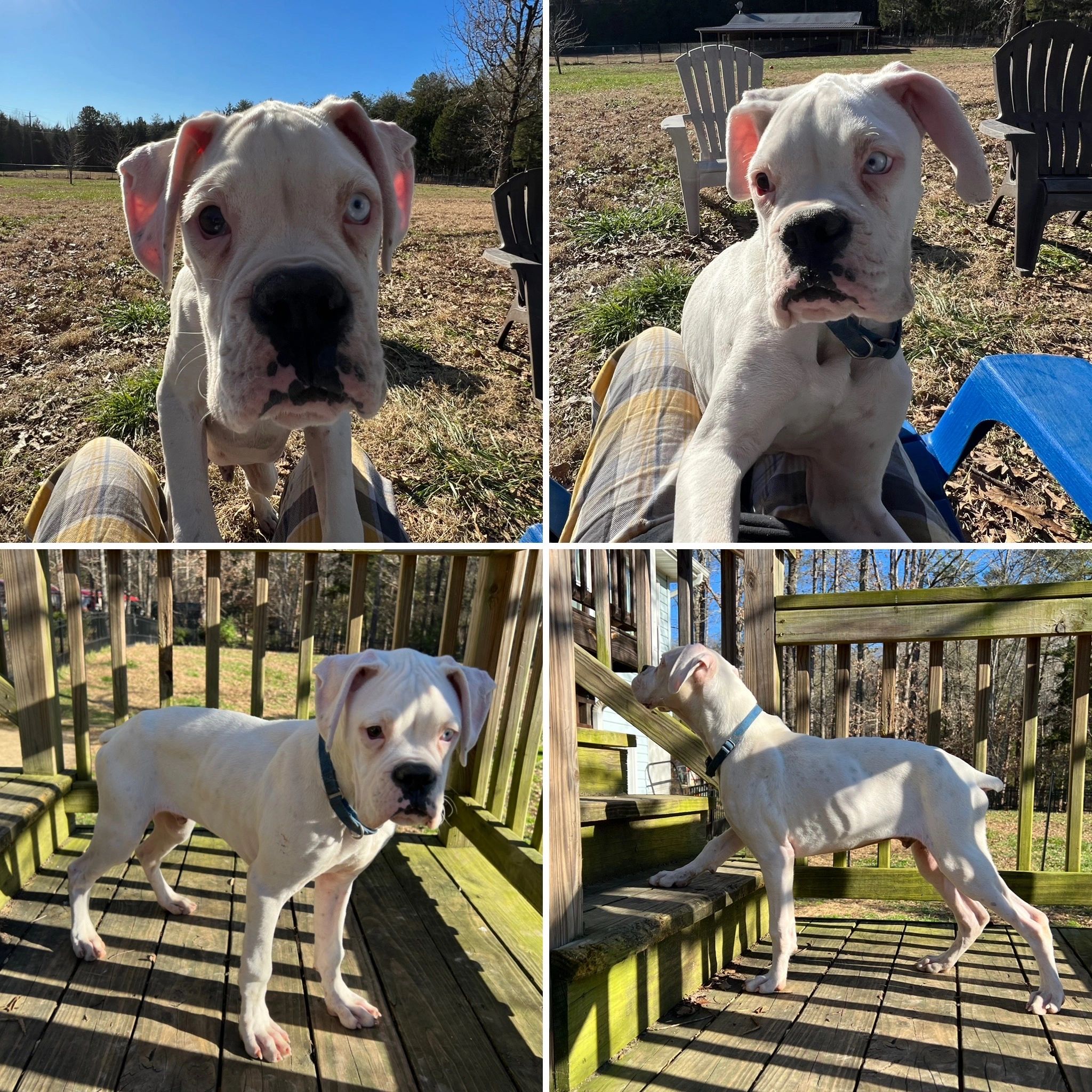 What Is Aca Registered Puppy